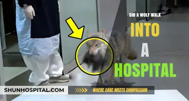 How a Wolf Ended Up in Hospital