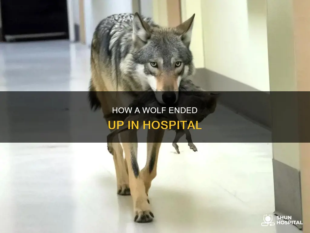 did a wolf walk into a hospital