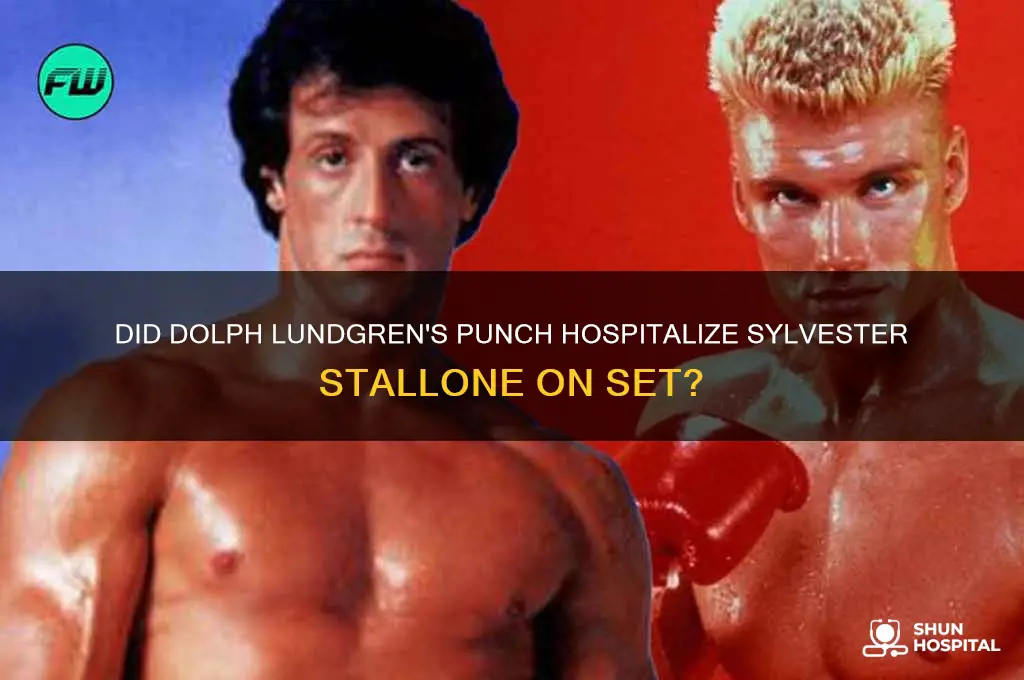 did dolph lundgren put sylvester stallone in the hospital