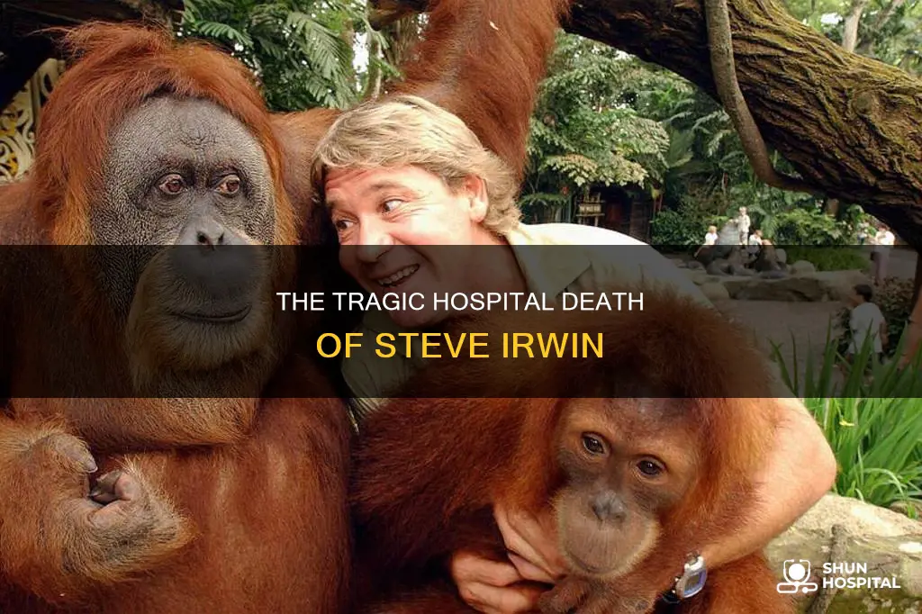 did steve irwin died in the hospital