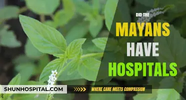 Did the Mayans Have Hospitals? Uncovering Ancient Medical Practices