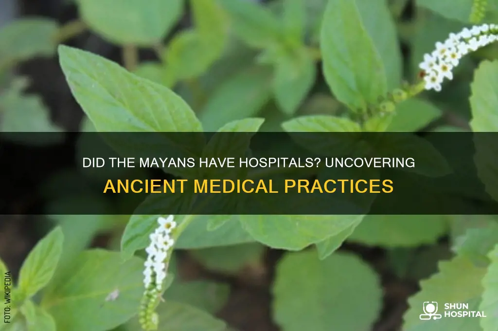 did the mayans have hospitals