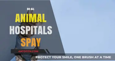 Do All Animal Hospitals Offer Spay Services? What to Know