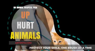 Animal Hospitals: Rescuing and Treating Injured Animals