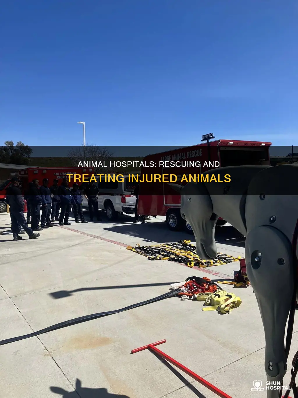 do animal hospital pick up hurt animals