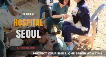 Finding the Best Animal Hospital in Seoul: A Comprehensive Guide