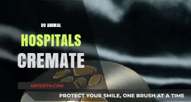 Do Animal Hospitals Offer Cremation Services for Pets?
