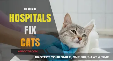 Do Animal Hospitals Fix Cats? Understanding Spaying and Neutering Services