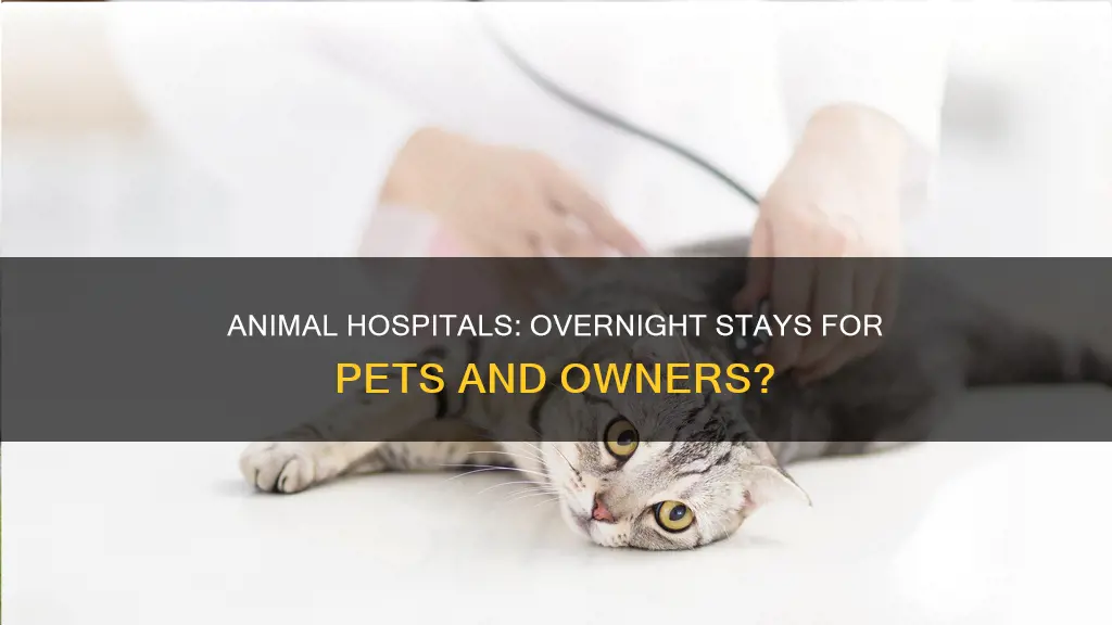 do animal hospitals have people stay overnight