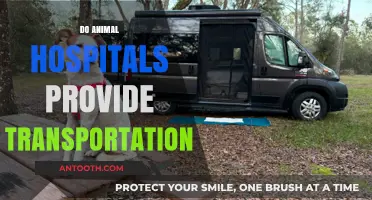 Do Animal Hospitals Offer Pet Transportation Services? Find Out Here