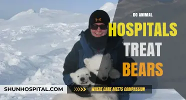 Do Animal Hospitals Treat Bears? Exploring Wildlife Care Options