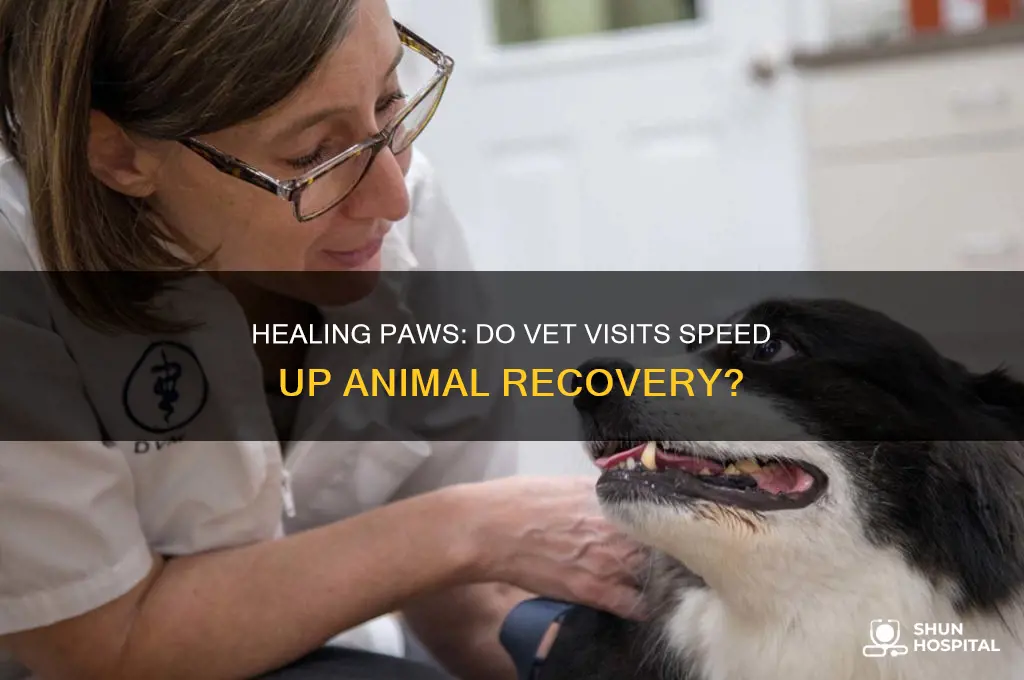 do animals at the vet hospital improve faster with visits