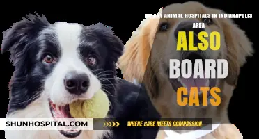 Indianapolis Animal Hospitals Offering Cat Boarding: What You Need to Know