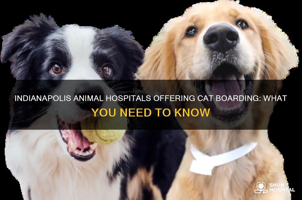 do any animal hospitals in indianapolis area also board cats