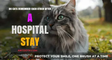 Do Cats Remember Their Friends After a Hospital Stay?