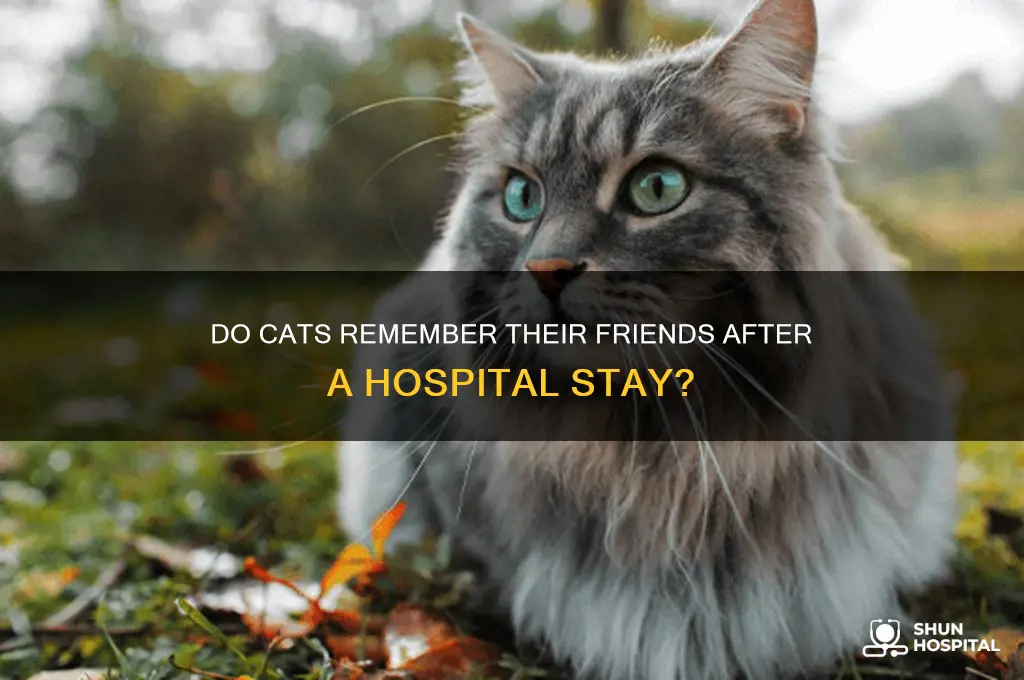 do cats remember each other after a hospital stay