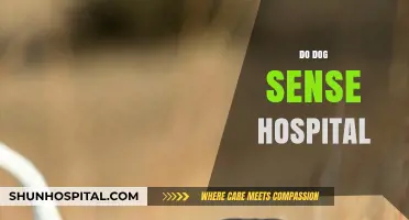 Can Dogs Sense When Their Owners Are in the Hospital?
