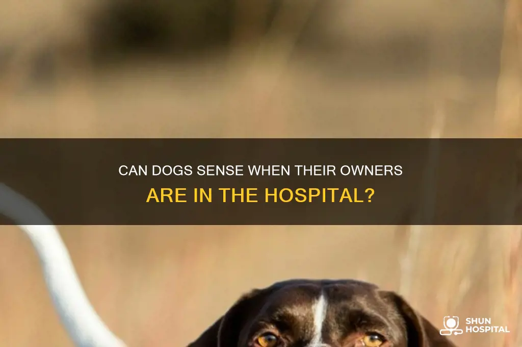 do dog sense hospital