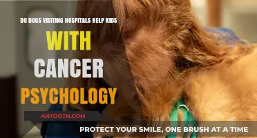 Canine Companions: How Hospital Dogs Support Kids Battling Cancer Psychologically
