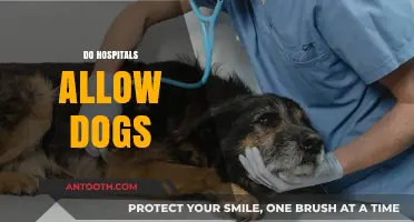 Can Dogs Visit Hospitals? Pet Policies Explained for Patients and Visitors