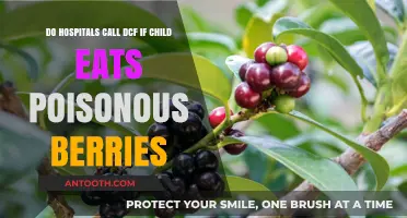 Poisonous Berries and DCF: When Hospitals Must Report Child Ingestion