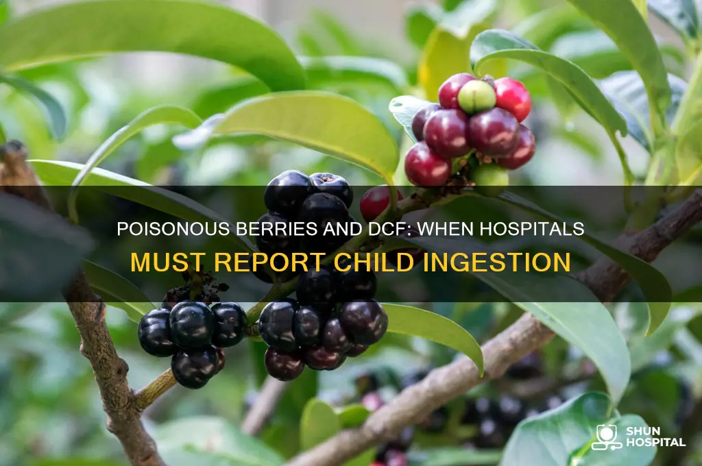 do hospitals call dcf if child eats poisonous berries