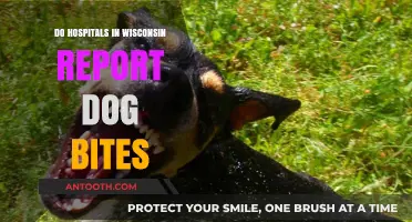 Wisconsin Dog Bite Reporting: What Hospitals Must Know