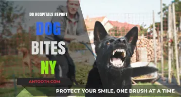 Do Hospitals in New York Report Dog Bites? What You Need to Know