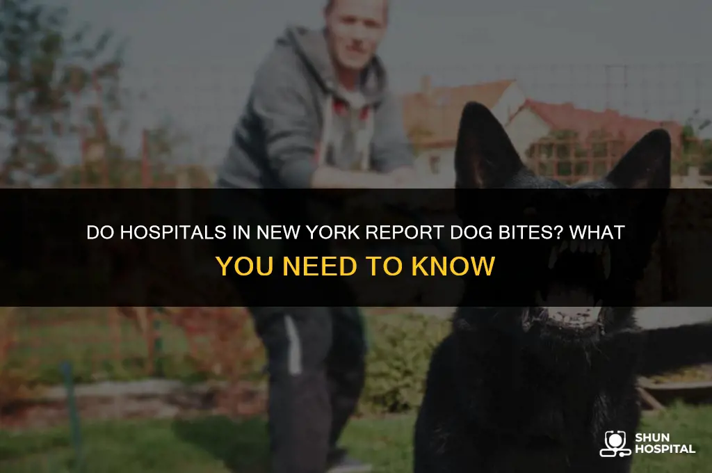 do hospitals report dog bites ny