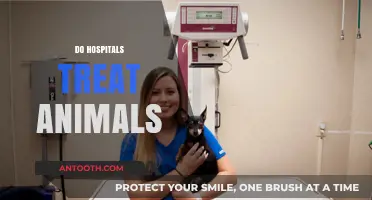 Do Hospitals Treat Animals? Exploring Veterinary Care Options