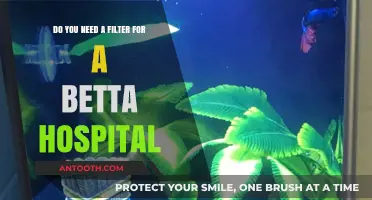 Betta Hospital Tank: Filter Necessity and Optimal Care Tips