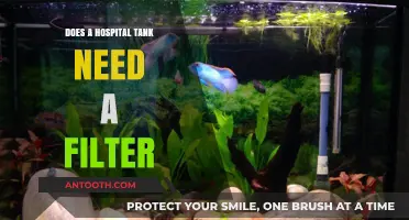Hospital Tank Setup: Do You Need a Filter?