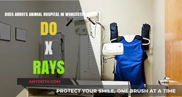 Abbots Animal Hospital in Worcester, MA: X-Ray Services Explained