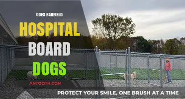 Does Banfield Hospital Offer Dog Boarding Services? A Comprehensive Guide