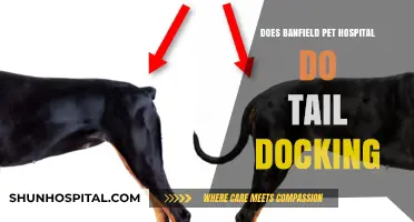 Tail Docking at Banfield Pet Hospital: What You Need to Know