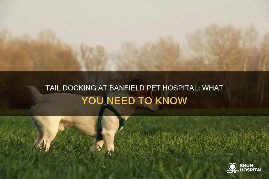 does banfield pet hospital do tail docking
