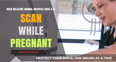 Pregnant Pet Care: CT Scan Availability at Bellevue Animal Hospital