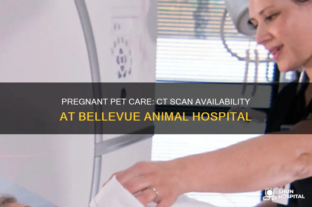 does bellevue animal hospital have a ct scan while pregnant