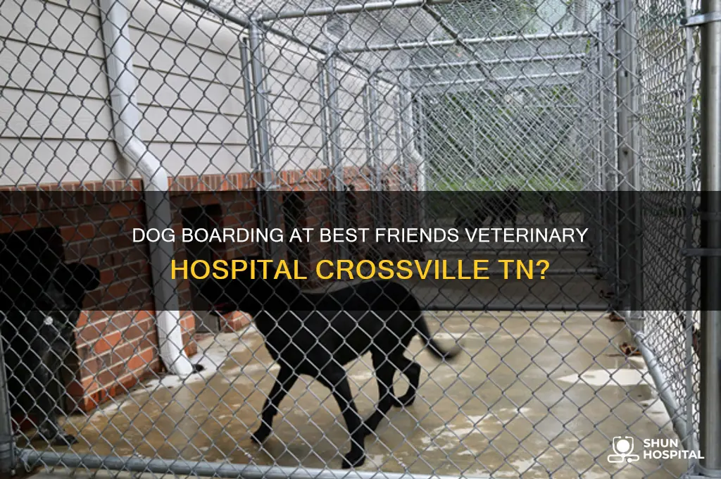 does best friends veterinary hospital crossville tn do dog boarding