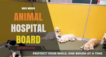 Does Hirsch Animal Hospital Offer Boarding Services? A Comprehensive Guide