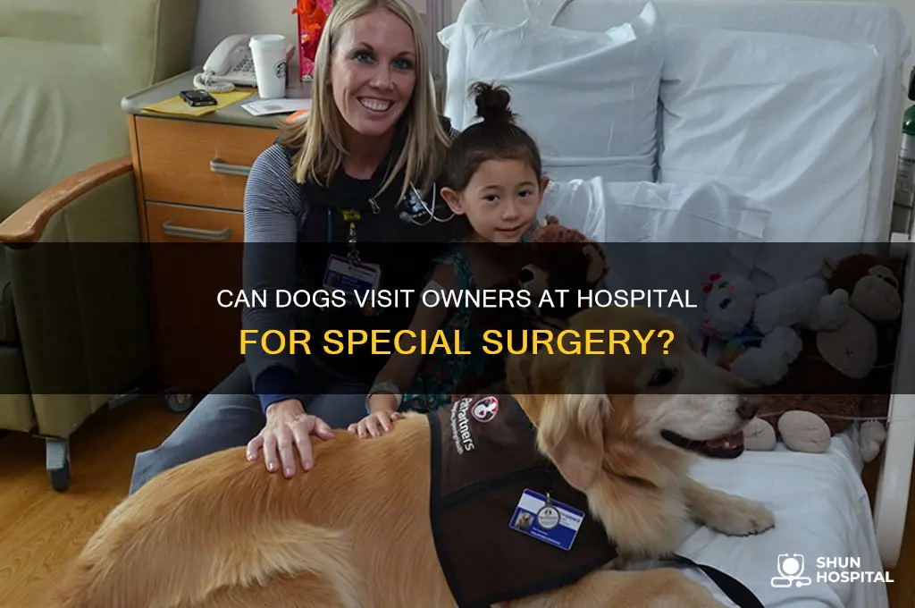 does hospital for special surgery allow dogs to visit owners