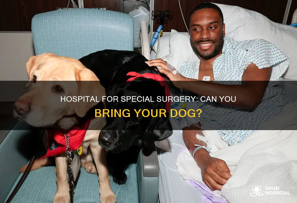 does hospital for special surgery allow dogs