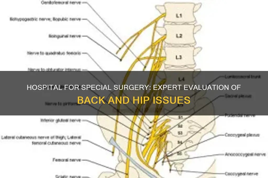does hospital special surgery evaluate back and hip problems