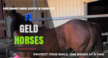 Does Parkway Animal Hospital in Panama City, FL Geld Horses?