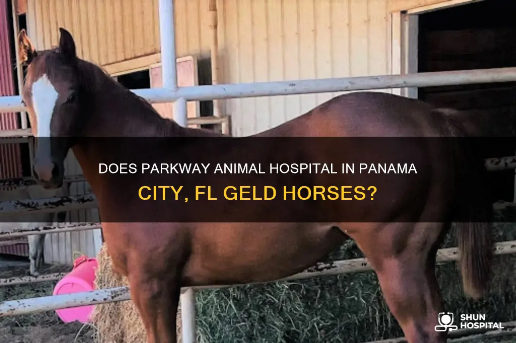 does parkway animal hospital in panama city fl geld horses