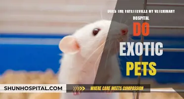 Fayetteville NY Veterinary Hospital: Exotic Pet Care Services Explained