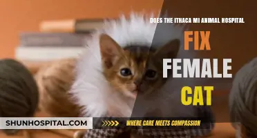 Ithaca MI Animal Hospital: Female Cat Spay Services Explained