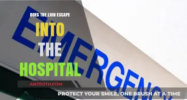 Lion Escapes, Runs Wild: Hospital Chaos Ensues