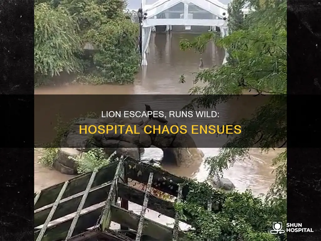 does the lion escape into the hospital