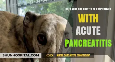 Acute Pancreatitis in Dogs: When Hospitalization Becomes Necessary